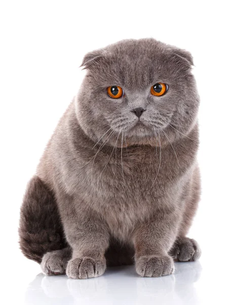 British Shorthair ritratto del gatto su bianco — Foto Stock