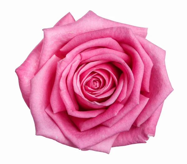 핑크 장미 머리 흰색 배경에 고립 — 스톡 사진