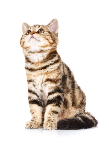 Lindo escocés recta gato bicolor rayas siting en blanco — Foto de Stock