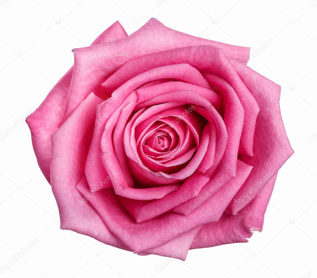 pink rose head isolated  on white  background