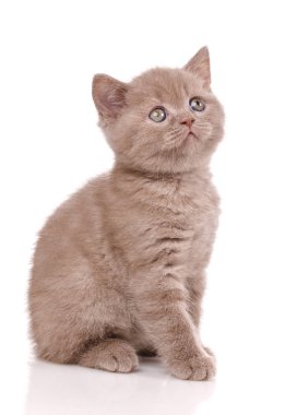 İskoç düz küçük şirin yavru kedi