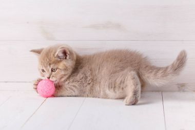 Ahşap arka plan üzerinde pembe bir top oynayan kedi