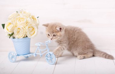 Güllü dekoratif bir pot yakınındaki İskoç yavru kedi