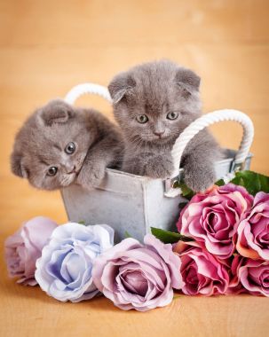 Çift İskoç Fold Cats içinde çiçek buketi yakınındaki dekoratif ahşap kutu. Bir takvimle kediler için resim