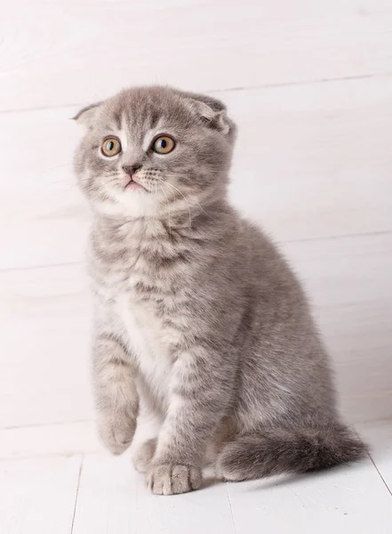 Gatito escocés sobre fondo de madera — Foto de Stock