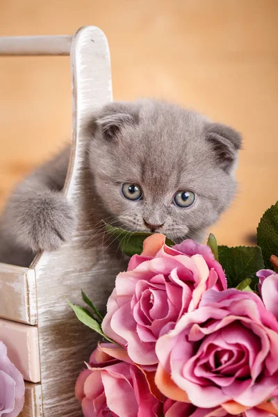 Scottish kitten portrait. Cat at home. Scottish Fold Cat. Siting in box cat. Flower decoration