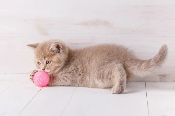 Gatinho brincando com uma bola rosa em um fundo de madeira — Fotografia de Stock
