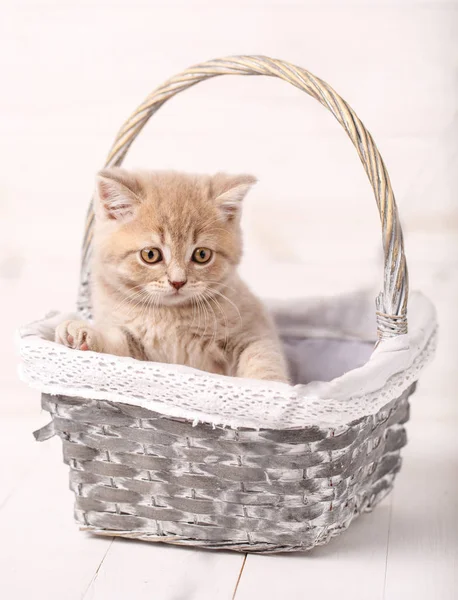 Sarı gözlü bir sepet içinde oturan safkan İskoç düz cats.