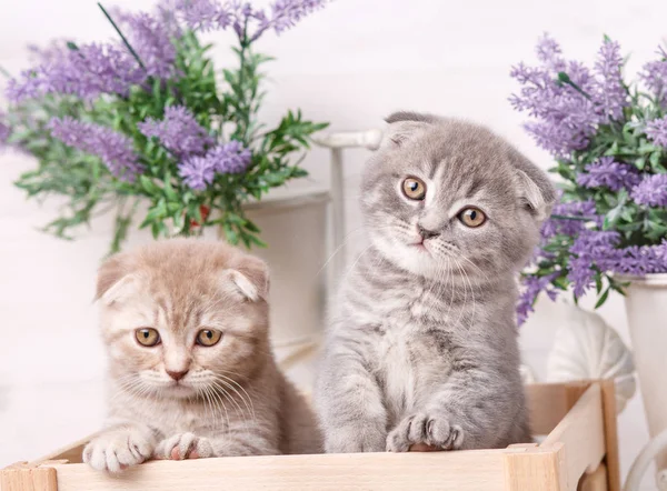 Retrato de dois gatinhos escoceses. Gatos brincalhões na gaveta. Belas gatos fundo . — Fotografia de Stock
