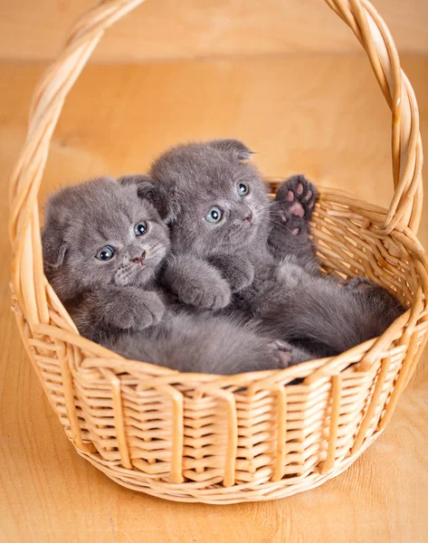 Маленькие котята в плетеной корзине — стоковое фото