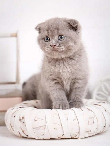A true friend. Cute kitty. Scottish kitten portrait. Cat at home. — Stock Photo, Image