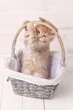 Bir sepet gül de İskoç Fold kedi.