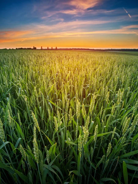 Pšeničných klíčků v západu slunce. — Stock fotografie