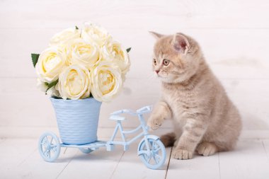 İskoç yavru kedi ile gül dekoratif bir pot bir bisiklet şeklinde oynanır