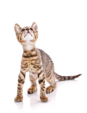 oyun oynayan çizgili kedi. Çizgili kedicik oynuyor.