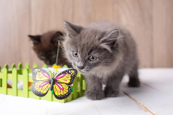 Gray Kurilian Bobtail kittens portret — Stockfoto