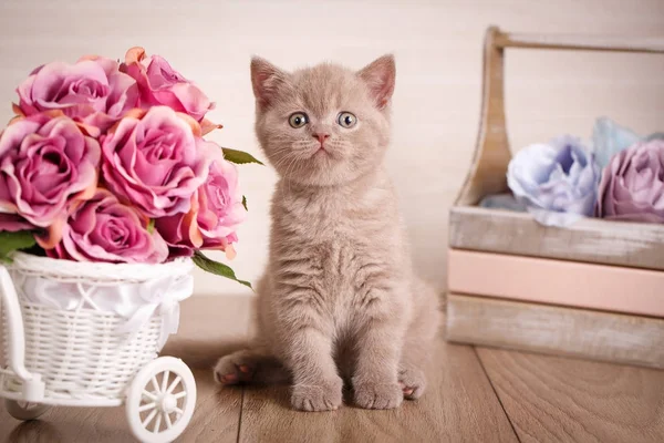 Циаминовый цвет Scottish Fold Cat — стоковое фото