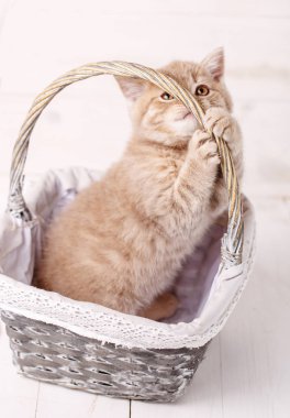 Bir sepet gül de İskoç Fold kedi.