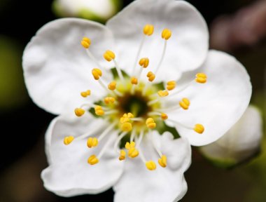 Genç Erik çiçeği