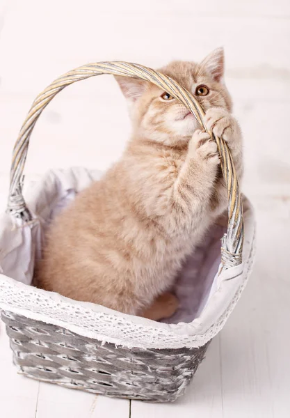 苏格兰折小猫在篮子里的玫瑰. — 图库照片