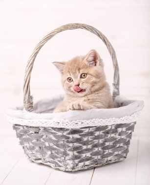 Sarı gözlü bir sepet içinde oturan kedi.