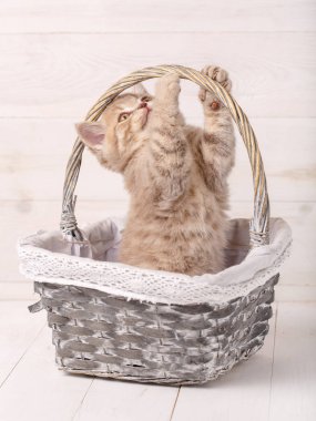 Bir sepet gül de İskoç Fold kedi.