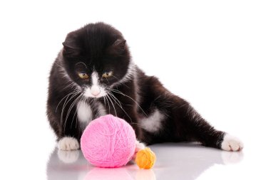 Kedi üzerinde beyaz izole. yavru kedi iş parçacığı bir top ile oynadı.