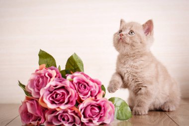 Cyamine renk İskoç Fold kedi