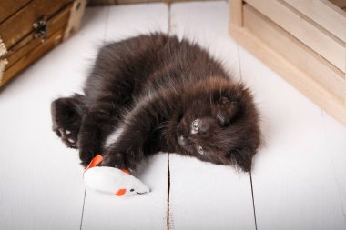 Oyuncak ahşap bir arka plan üzerinde oynarken küçük siyah yavru kedi.