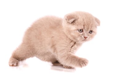 İlginç İskoç yavru kedi