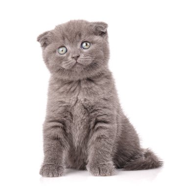 Gri İskoç Fold kedi beyaz arka plan üzerinde oynak bir yavru kedi oturur..
