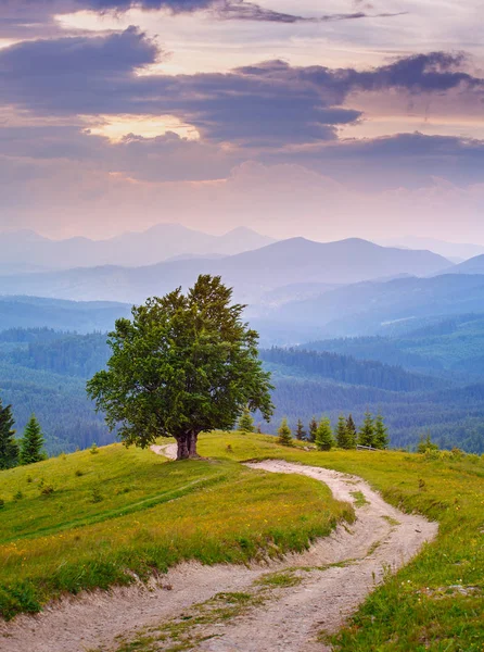 Paisaje de montaña. Árbol solitario cerca de la ruta de senderismo — Foto de Stock