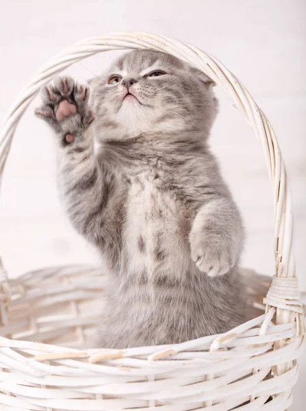 Scottish Fold Kitty De pie sobre las patas traseras en la cesta — Foto de Stock