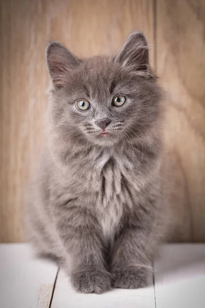 Divertido americano bobtail gatos — Foto de Stock