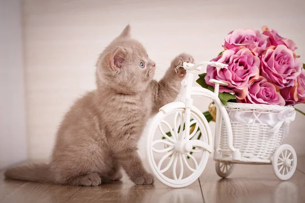Cat is playing with a decorative pot in the form of a bicycle