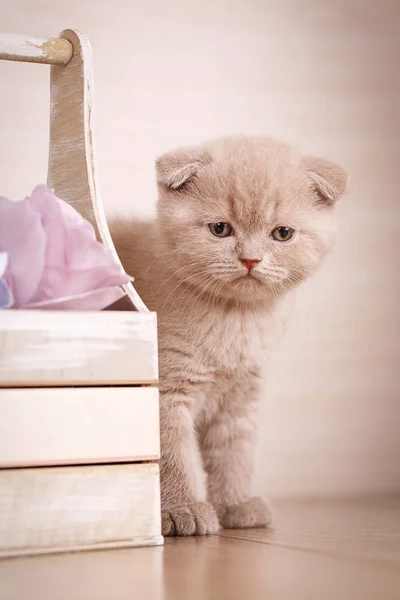 Color crema juguetón escocés plegado gato retrato . —  Fotos de Stock