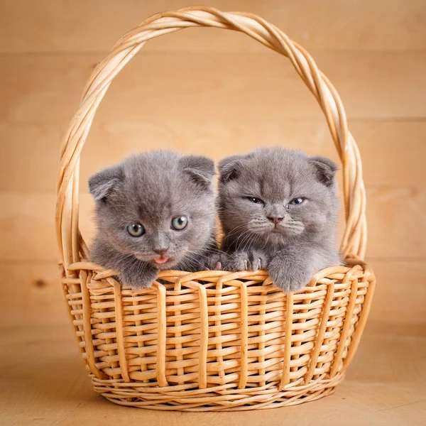 Par de gatos Fold escoceses de pura raza en una cesta — Foto de Stock
