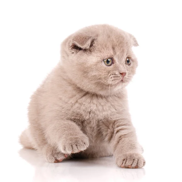Малі Кішки шотландські капловухі кошеня — стокове фото