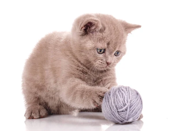 Skotský rovný kočka si hraje s spleti vláken — Stock fotografie