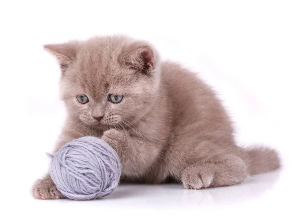 Gato. Um gatinho está brincando. Jogo com um emaranhado de fios . — Fotografia de Stock