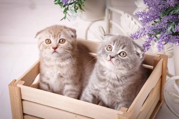 Un par de graciosos gatitos escoceses sentados en la caja de madera y mirando hacia arriba — Foto de Stock