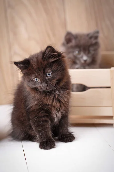 Retrato de gato Kurilian Bobtail negro y gris . — Foto de Stock