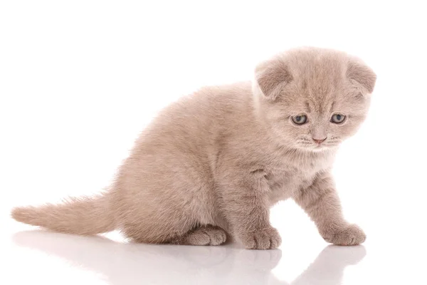 Escocés doblar pequeño lindo gatito —  Fotos de Stock