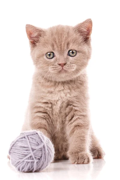 Schottische Hetero-Katze spielt mit einem Gewirr von Fäden — Stockfoto