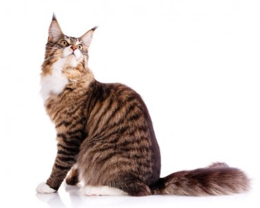 Maine Coon. Büyük bir kedi. Maine Coon