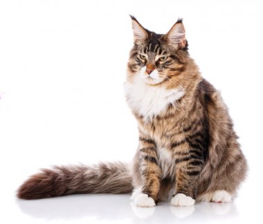 Maine Coon. Büyük bir kedi. Maine Coon