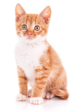 Kedi, evde beslenen hayvan ve şirin kavramı - beyaz zemin üzerine kırmızı kedi yavrusu.