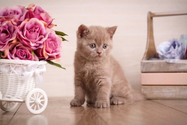 İskoç kedi düz kulakları ile