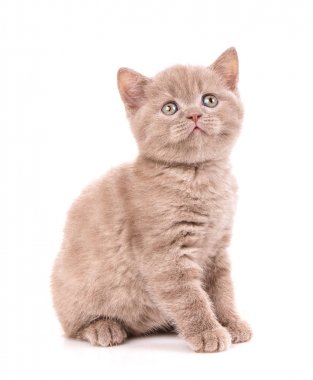 İskoç düz küçük şirin yavru kedi