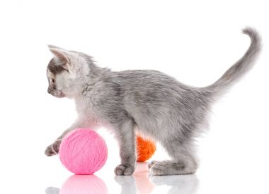 Kedi üzerinde beyaz izole. yavru kedi iş parçacığı bir top ile oynadı.